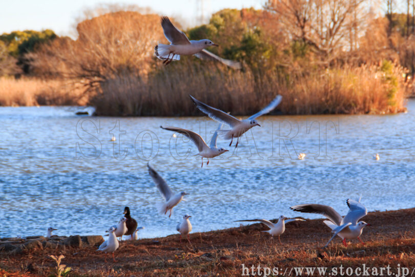 都立 舎人公園 2024 水鳥