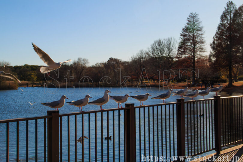 舎人公園 水鳥