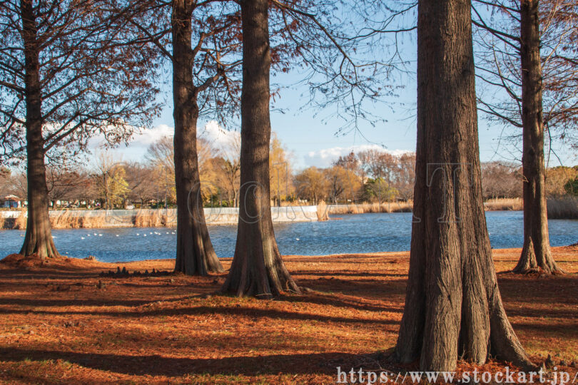 都立 舎人公園